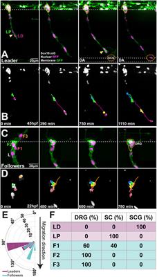 Trunk Neural Crest Migratory Position and Asymmetric Division Predict Terminal Differentiation